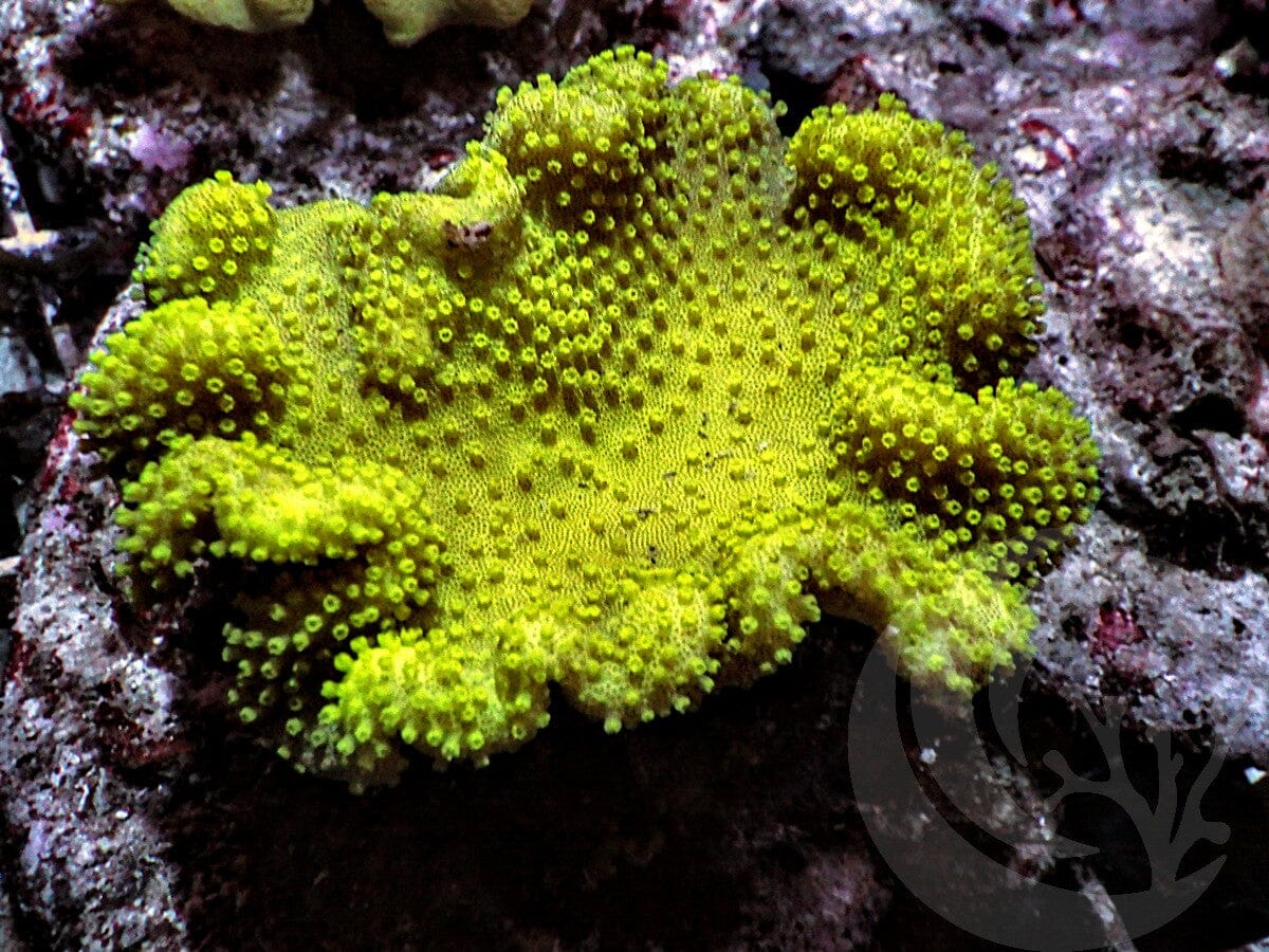 Bright Yellow Toadstool Leather