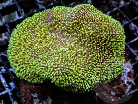 Cultured Yellow-Green Toadstool Leather