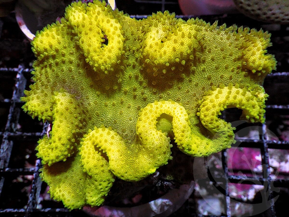 Bright Yellow Toadstool Leather