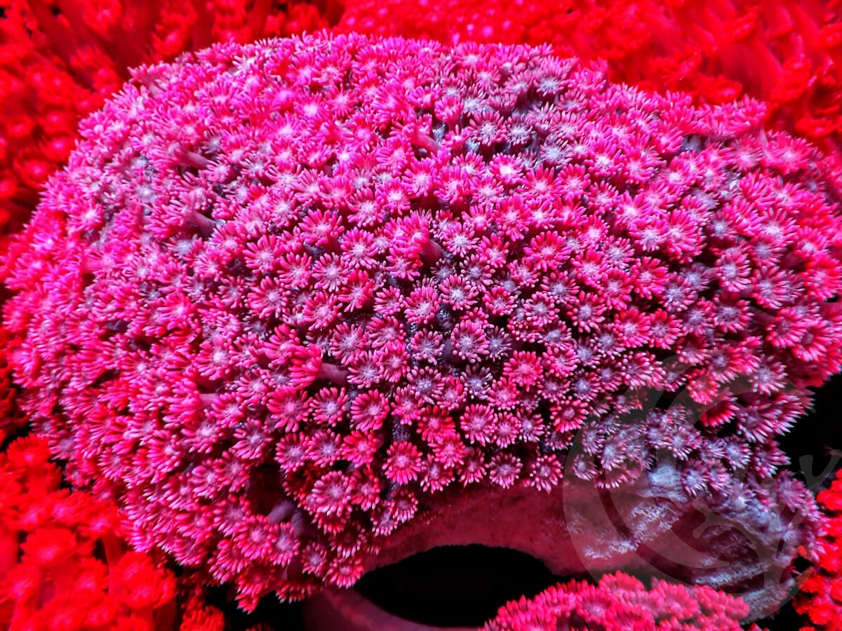 SHOWPIECE Super Red Goniopora