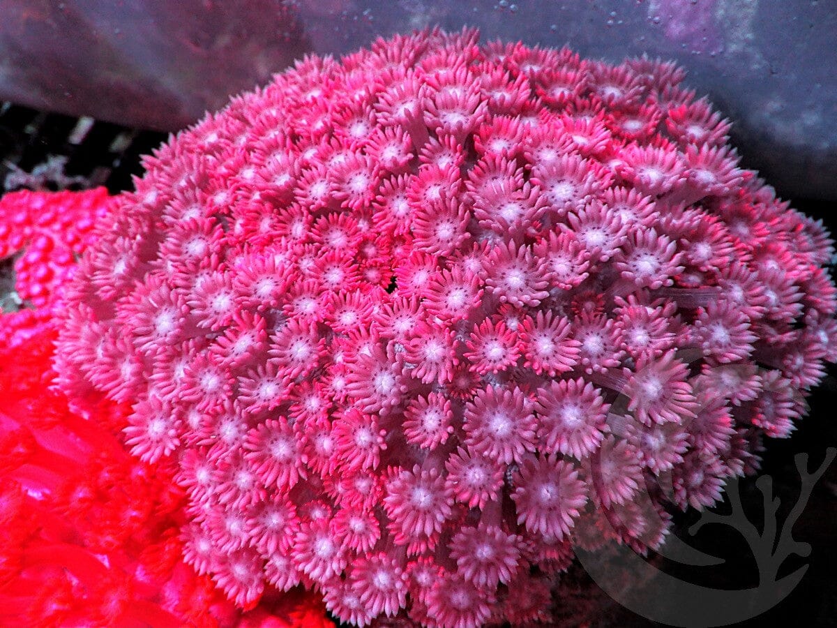 Really Red Goniopora
