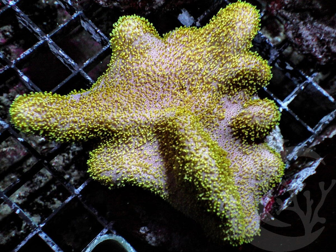 Yellow-Green Lobophytum Leather 