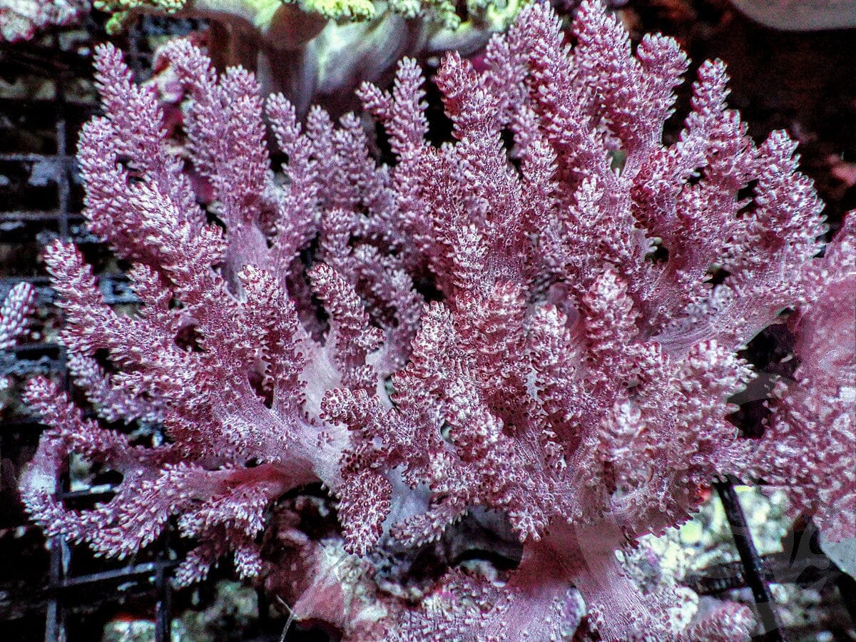 Cultured Kenya Tree Leather