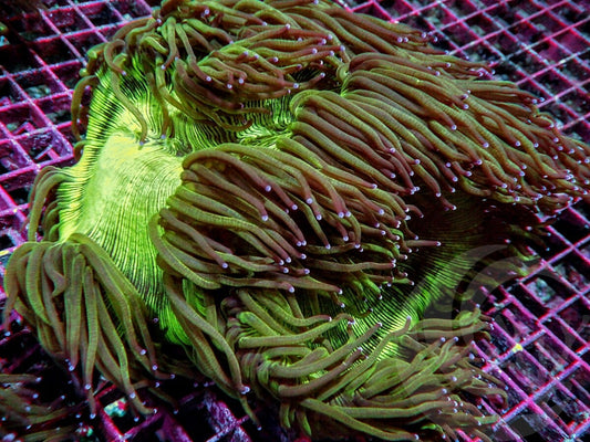 Cultured Purple tip Elegance Colony