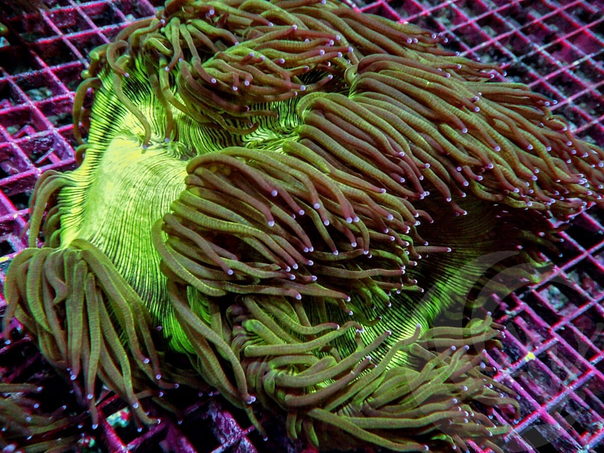 Cultured Purple tip Elegance Colony