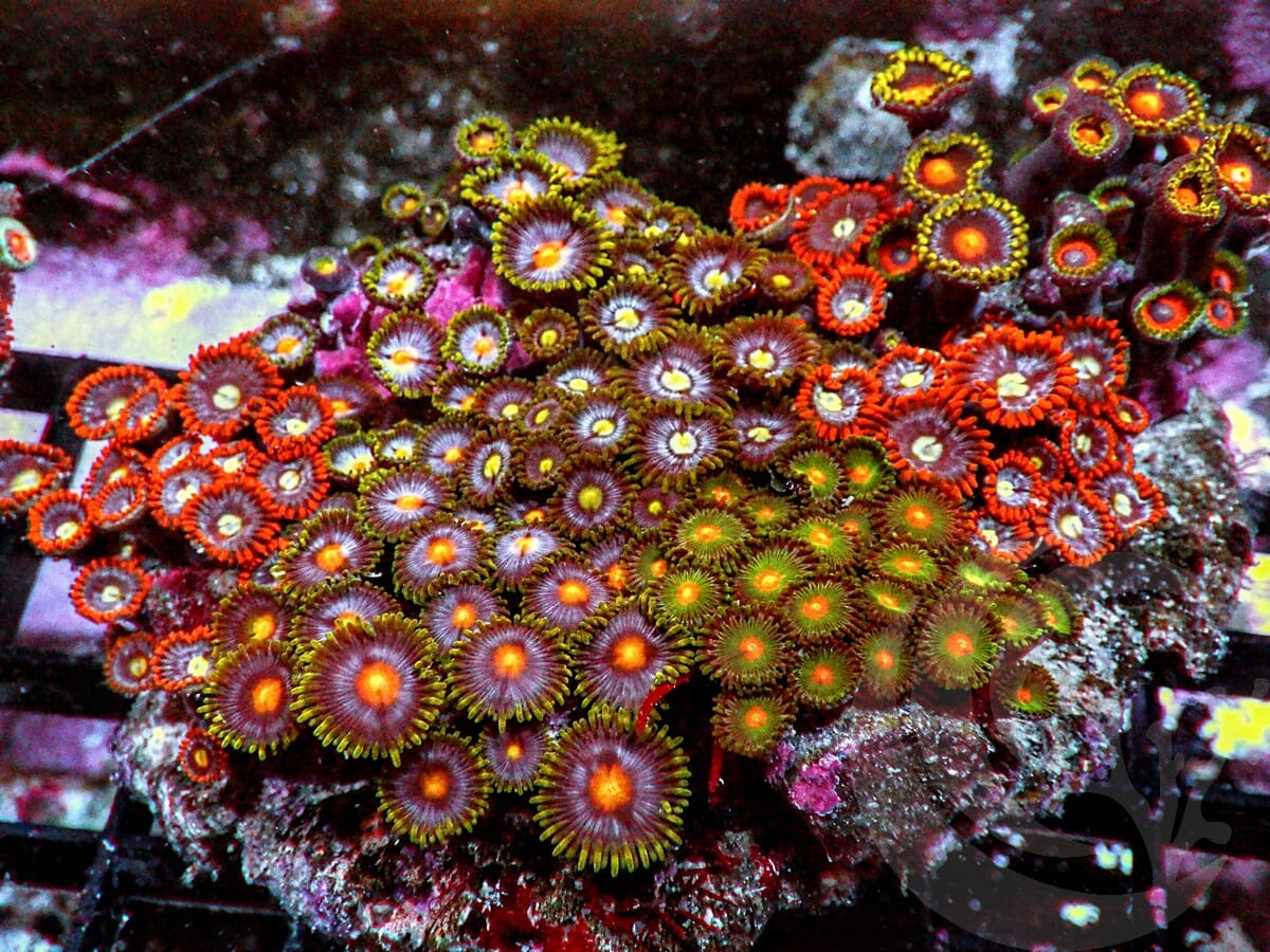 Ultra Zoanthid Combo