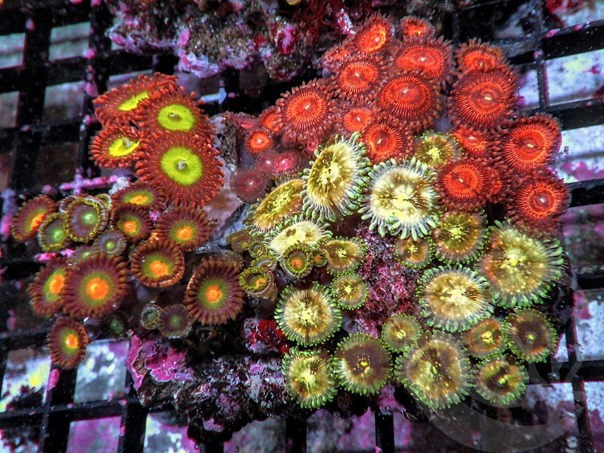 Zoanthid Combo