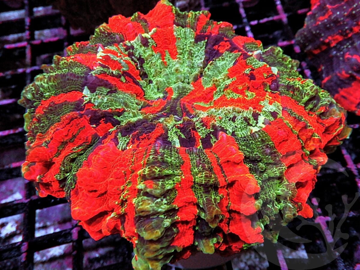 Rainbow Acanthophyllia