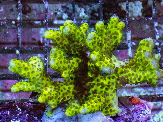 Neon Anacropora