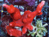 Orange-red Branching Montipora Bird's Nest Combo