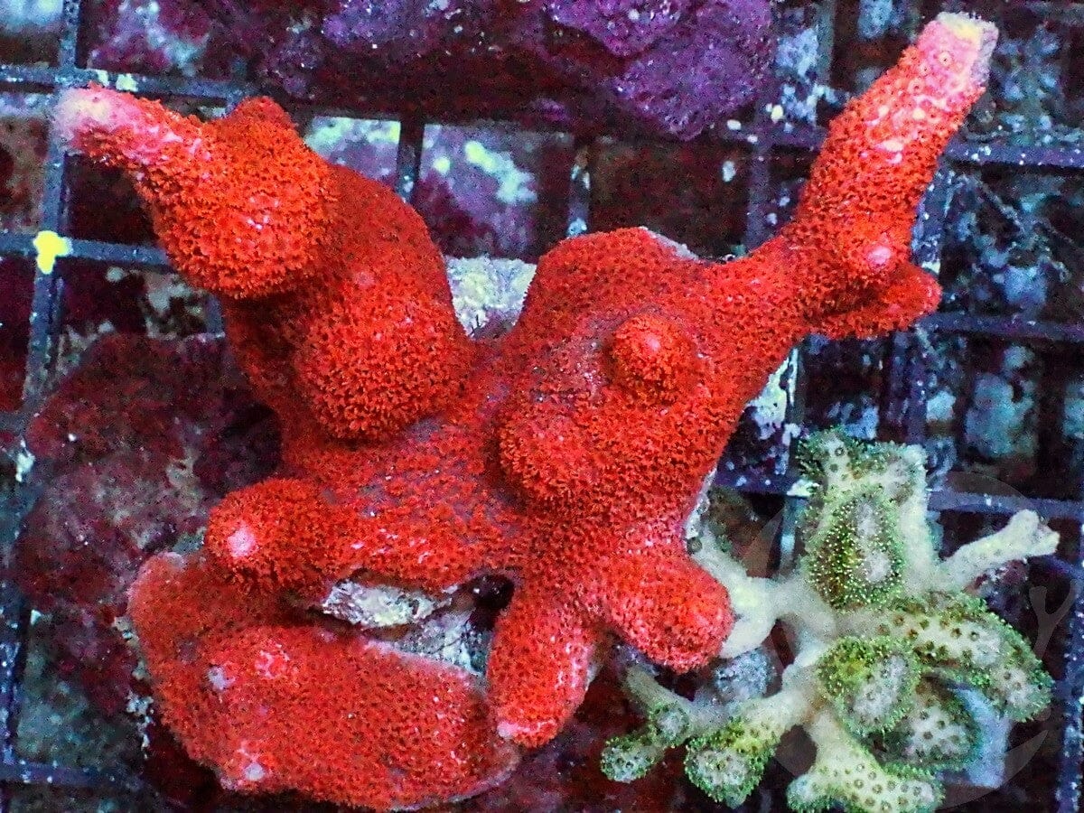 Orange-red Branching Montipora Bird's Nest Combo