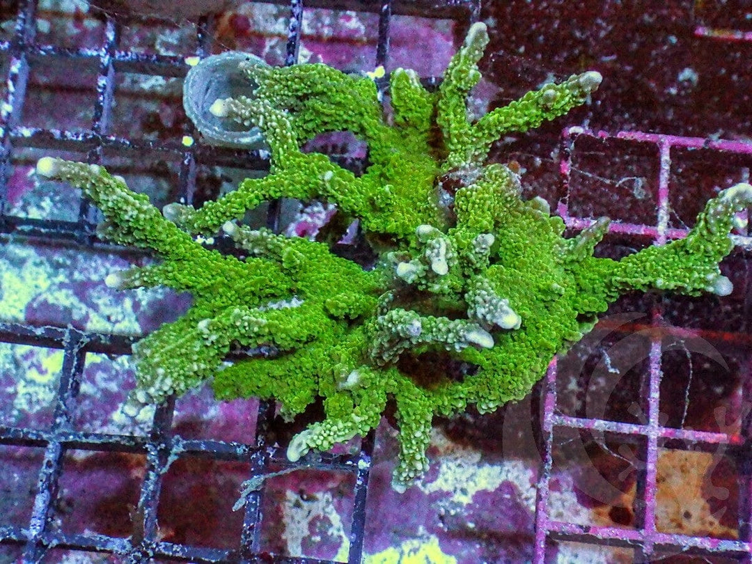 Green Branching Montipora
