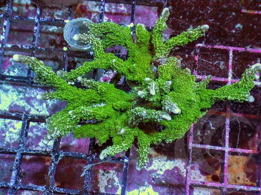 Green Branching Montipora