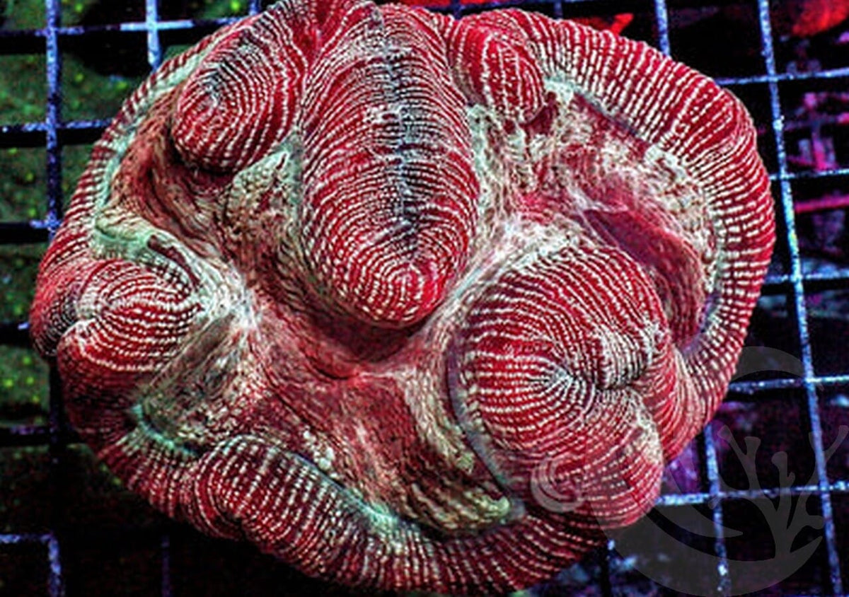 Ruby Puffy Trachyphyllia
