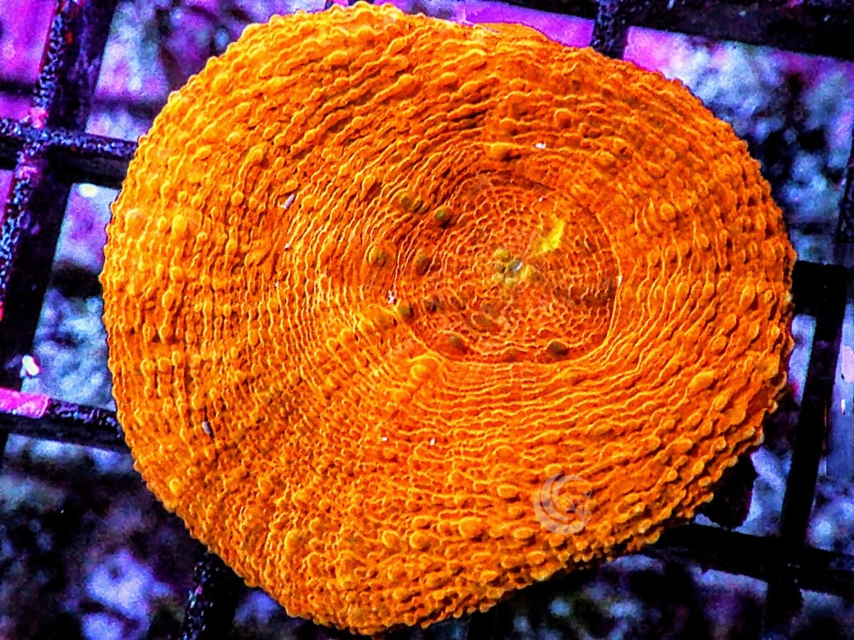 Orange Scolymia vitiensis