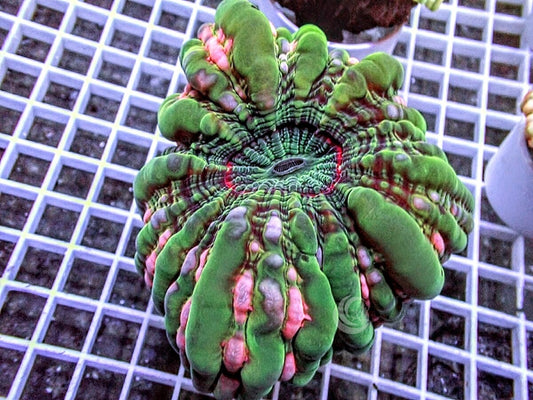 Pink Streaks Indophyllia