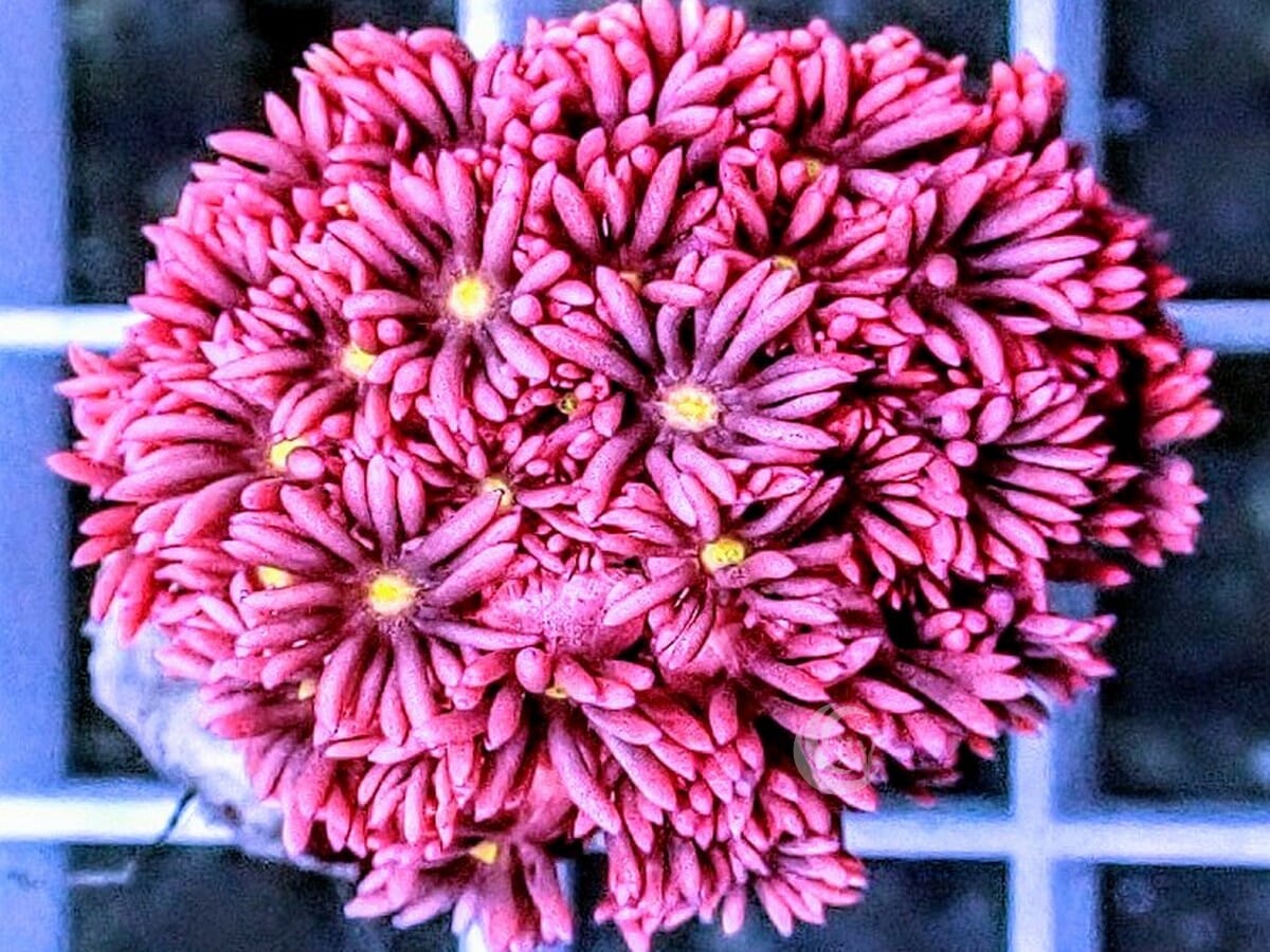 Yellow Mouth Hot Pink-Red Goniopora