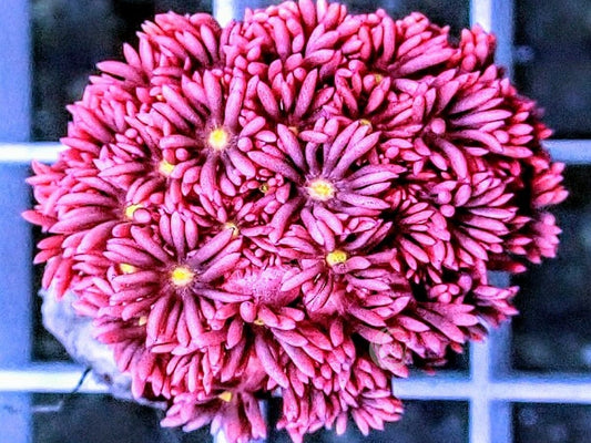 Yellow Mouth Hot Pink-Red Goniopora
