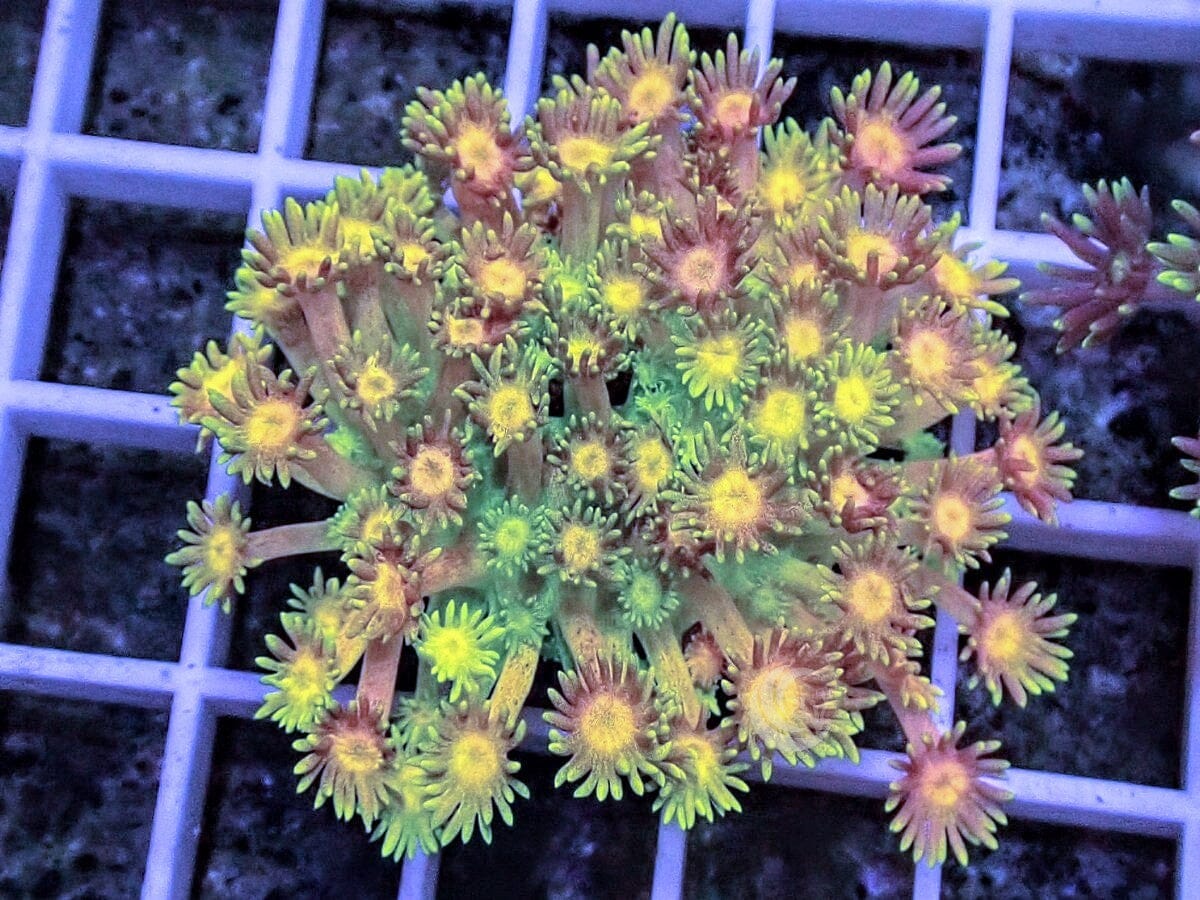 MultiColor Goniopora