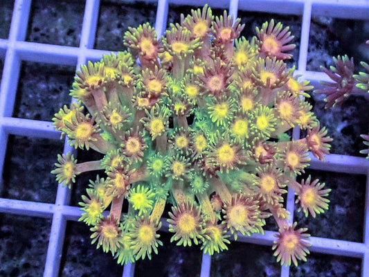 MultiColor Goniopora