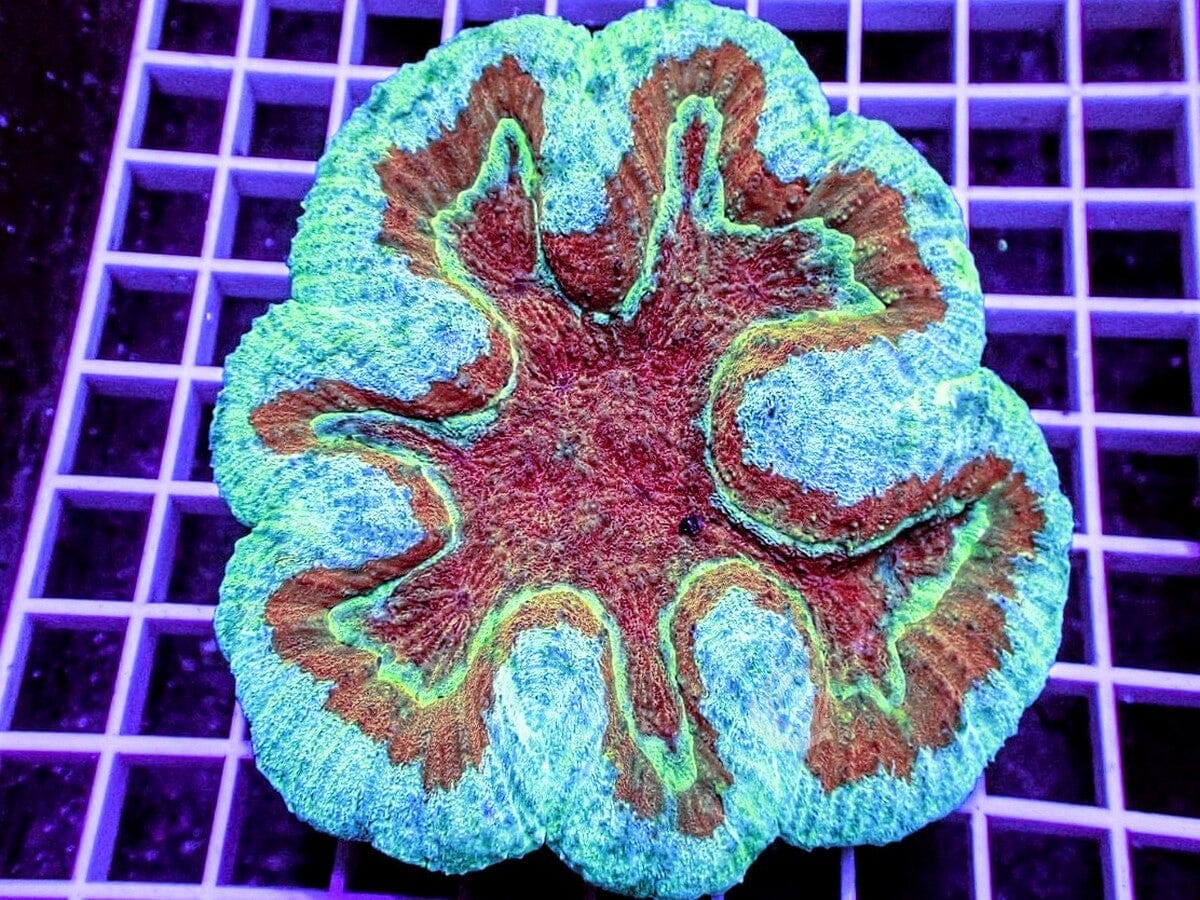 AMAZING Clown Face Symphyllia