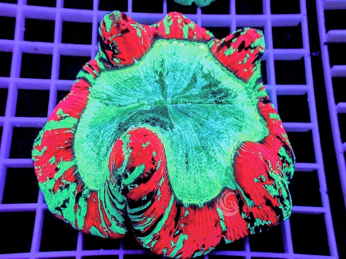 Rainbow Rim Trachyphyllia
