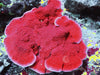 Blood Pool Plating Montipora