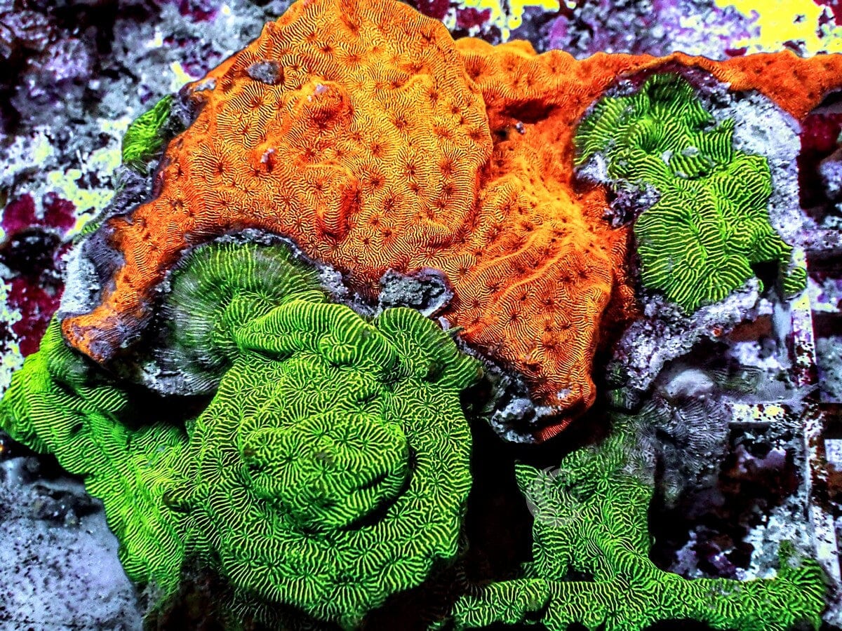 Neon Orange and Green Psammacora