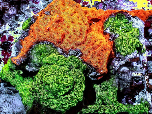 Neon Orange and Green Psammacora