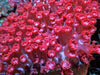 Red Goniopora