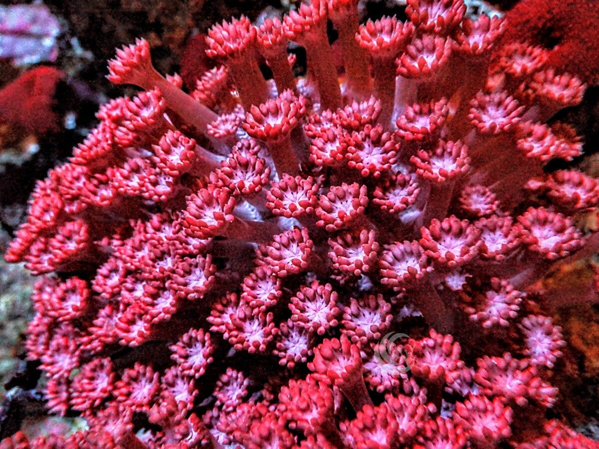 Red Goniopora
