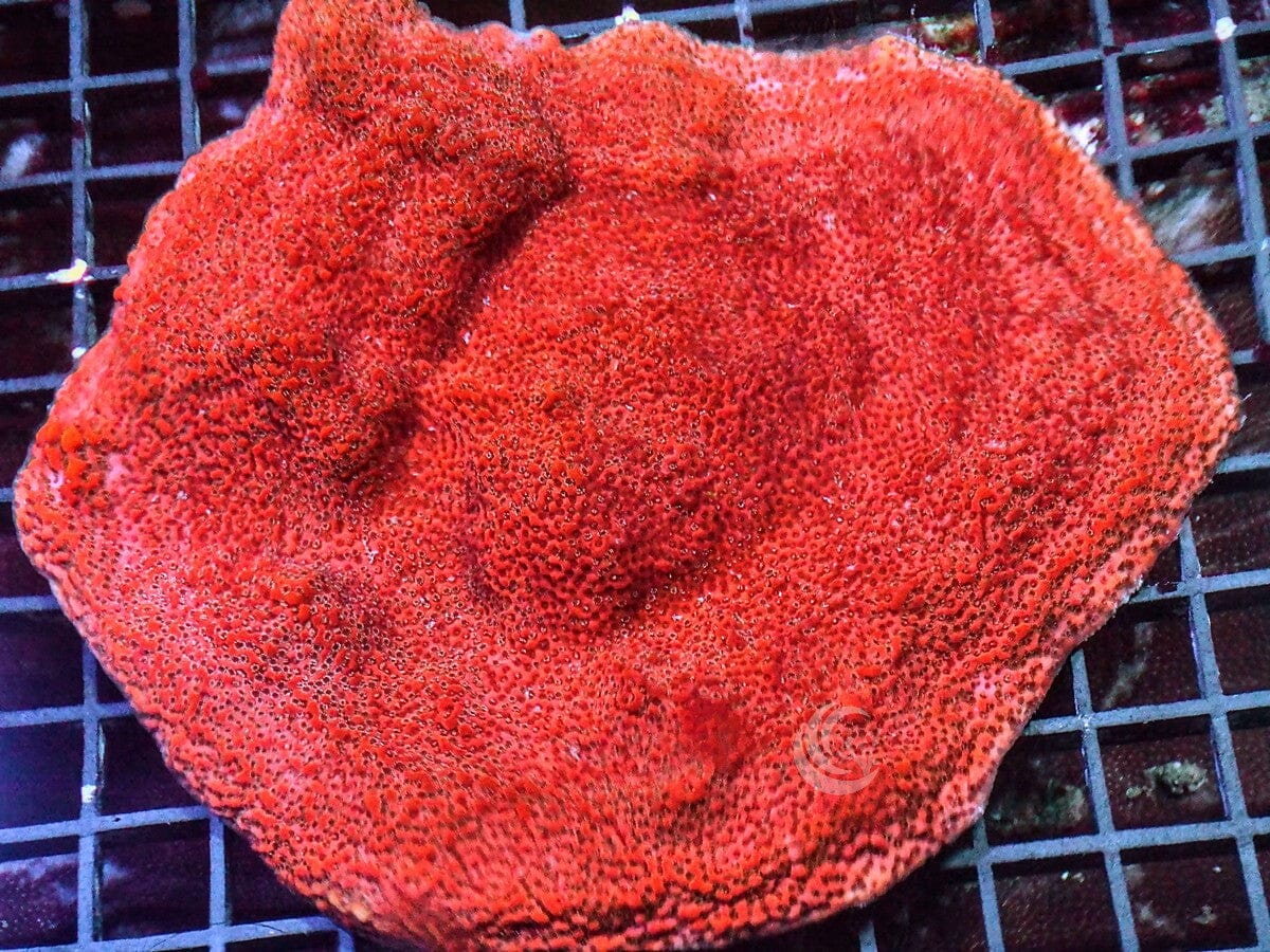 Orange Sherbet Encrusting Montipora