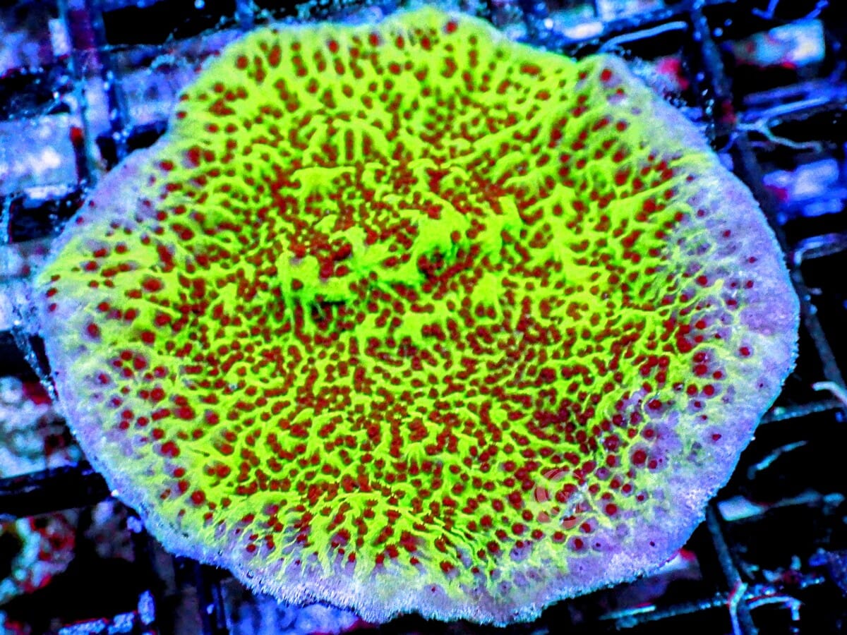 Jedi Mind Trick Montipora