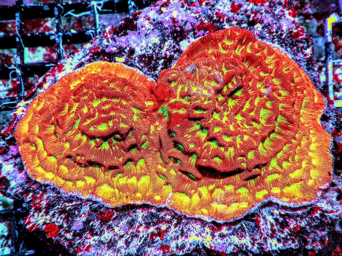 Jack O Lantern Leptoseris