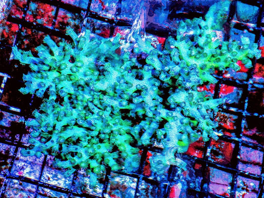 Purple People Eater Branching Cyphastrea