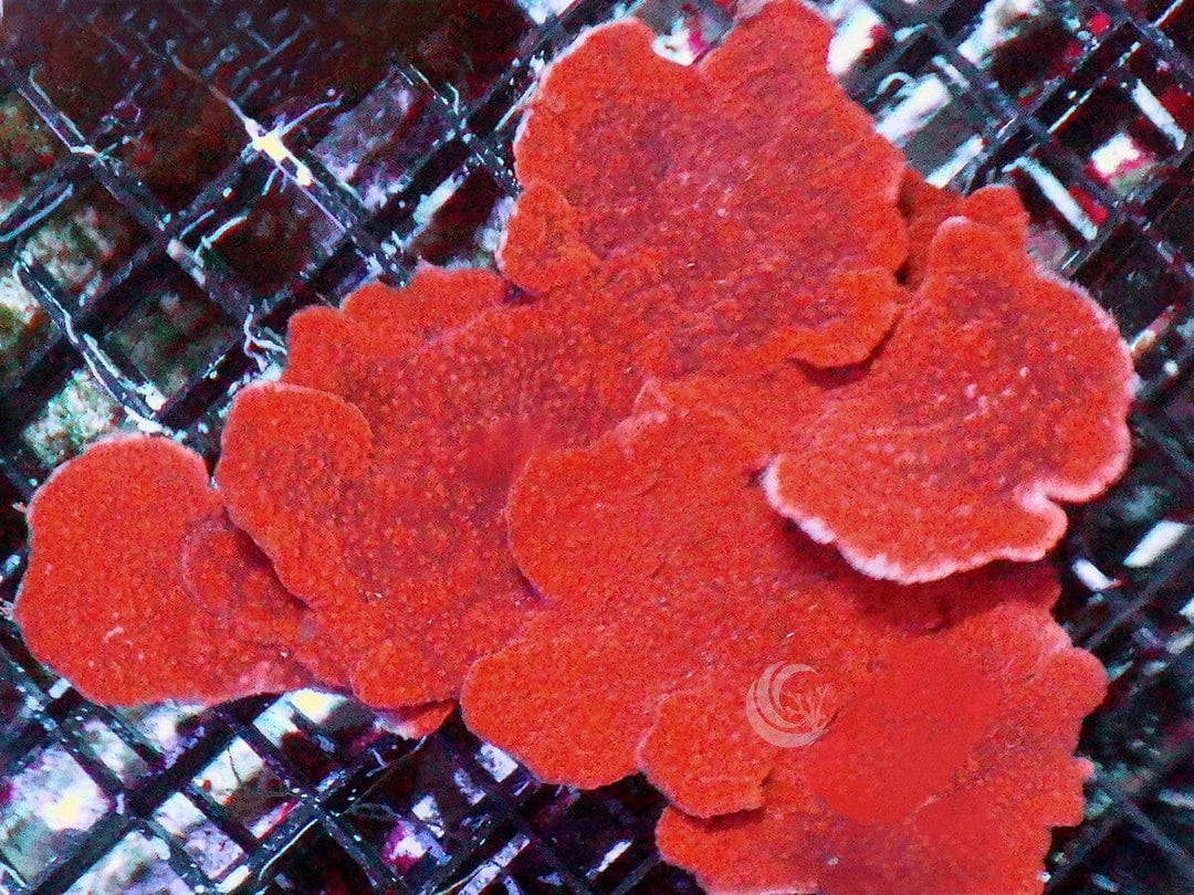Blood Pool Plating Montipora