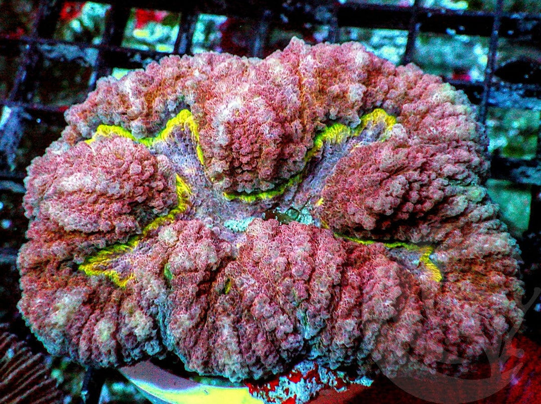 Yellow Ribbon Lobophyllia