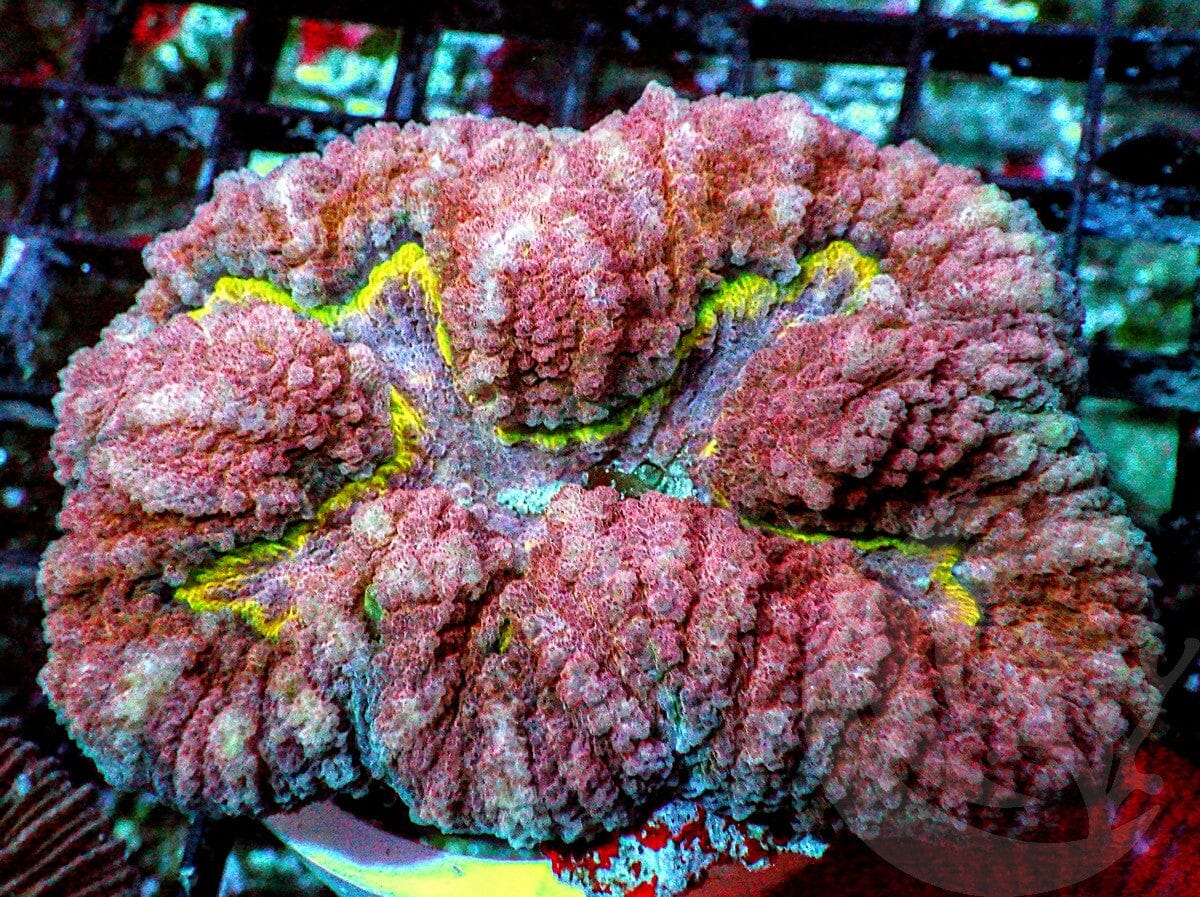 Yellow Ribbon Lobophyllia