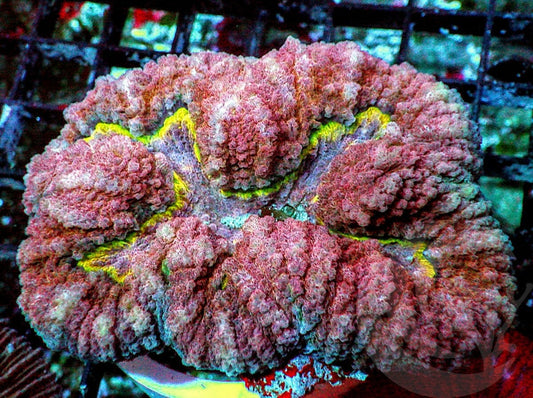 Yellow Ribbon Lobophyllia
