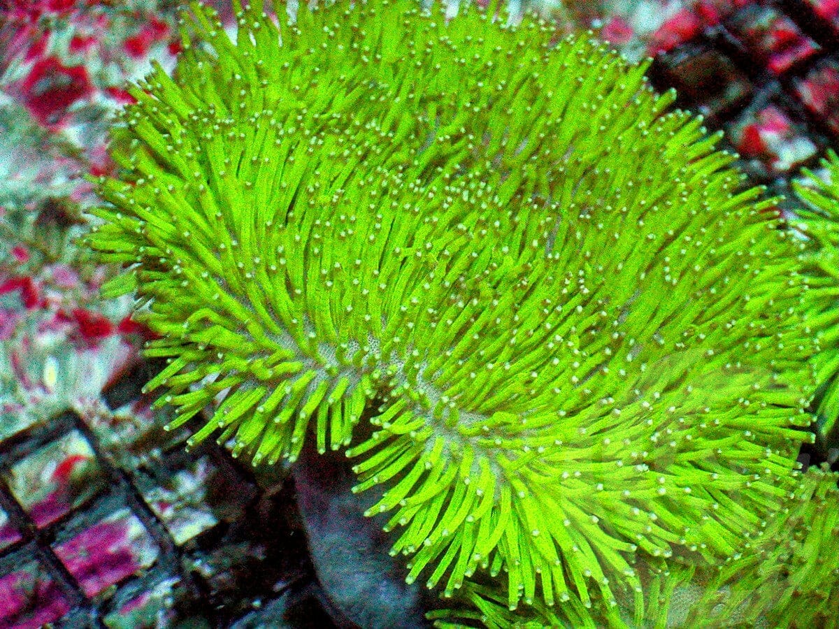 Electric Lime Long Polyp Toadstool Leather