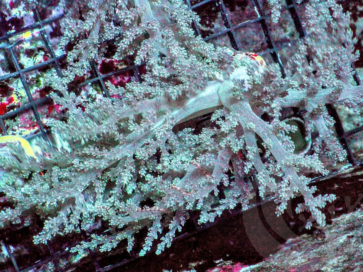 Green Nepthia Tree Leather