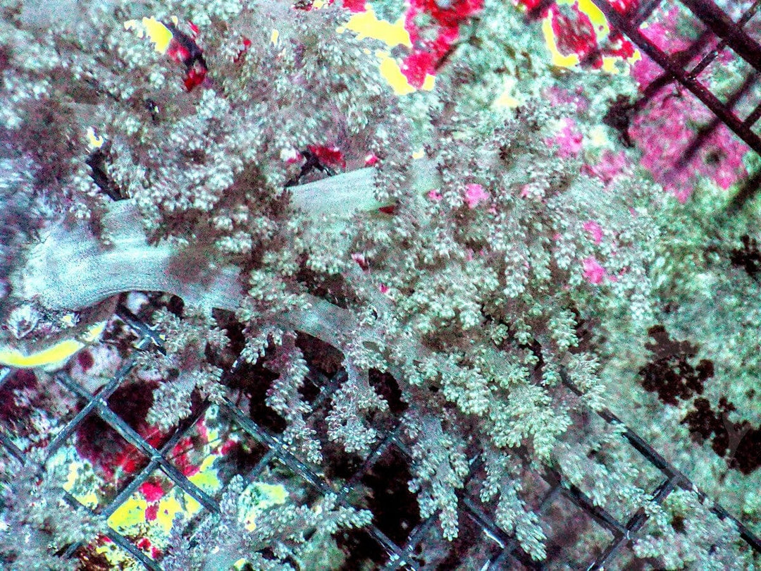 Green Nepthia Tree Leather