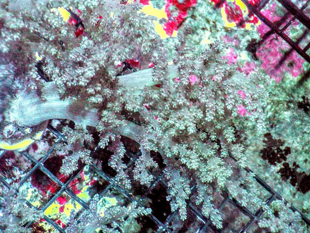 Green Nepthia Tree Leather