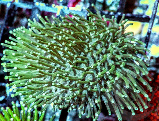 Green Long Polyp Toadstool Leather