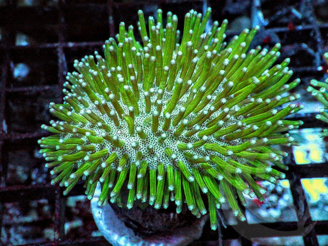 Green Long Polyp Toadstool Leather