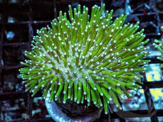 Green Long Polyp Toadstool Leather