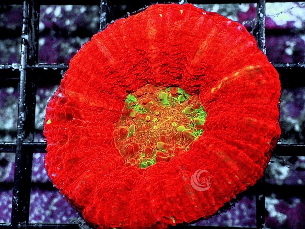 Mini Ultra Button Scolymia