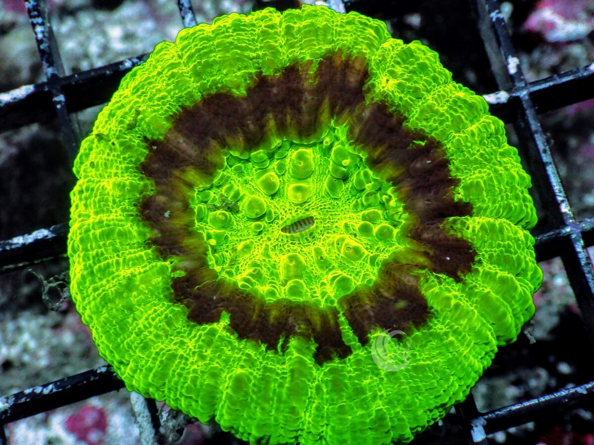 Mini Ultra Button Scolymia