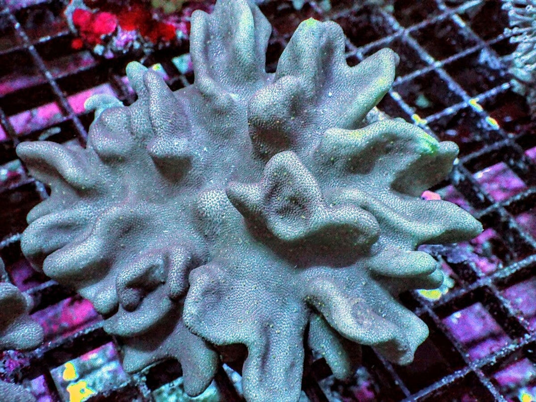 Ruffled Lobophytum Leather