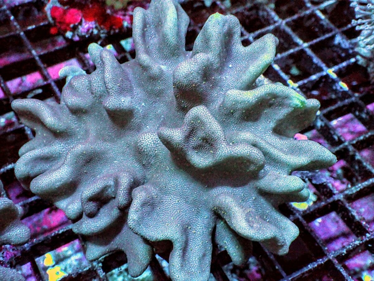 Ruffled Lobophytum Leather